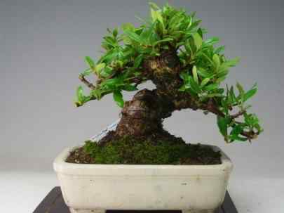 Bonsai: A arte de criar árvores em miniatura Photobucket
