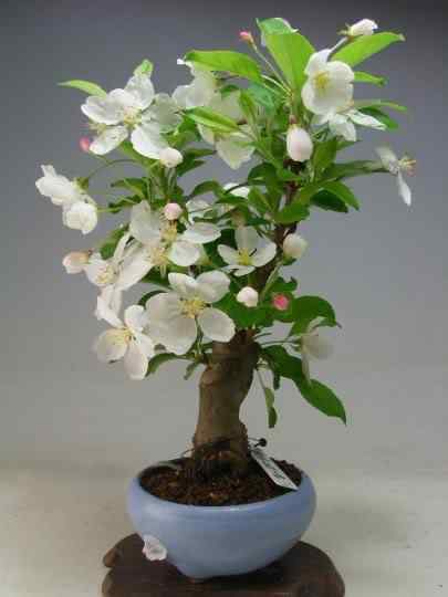 Bonsai: A arte de criar árvores em miniatura Photobucket