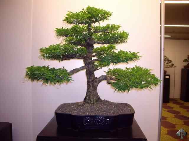 Bonsai: A arte de criar árvores em miniatura Photobucket