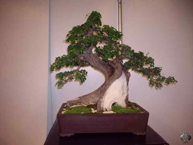 Bonsai: A arte de criar árvores em miniatura Photobucket