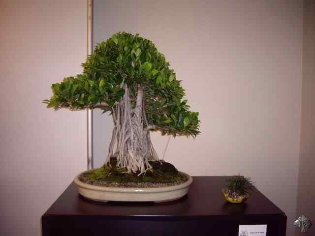 Bonsai: A arte de criar árvores em miniatura Photobucket