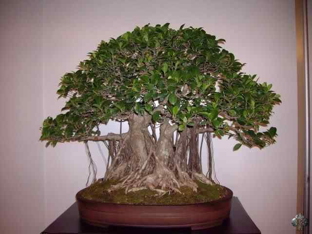 Bonsai: A arte de criar árvores em miniatura Photobucket