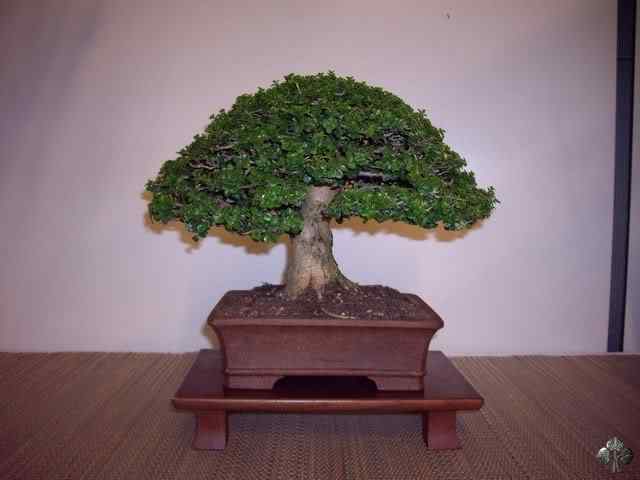 Bonsai: A arte de criar árvores em miniatura Photobucket