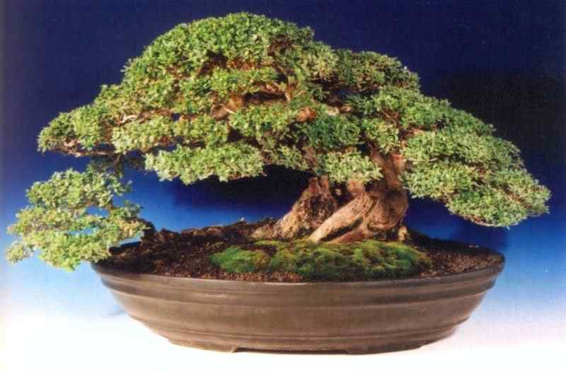 Bonsai: A arte de criar árvores em miniatura Photobucket