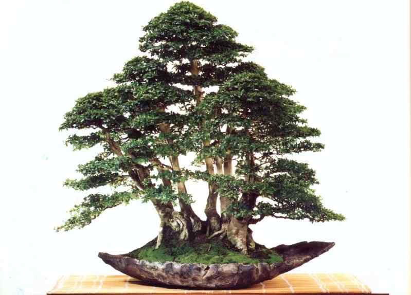 Bonsai: A arte de criar árvores em miniatura Photobucket