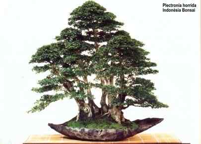 Bonsai: A arte de criar árvores em miniatura Photobucket