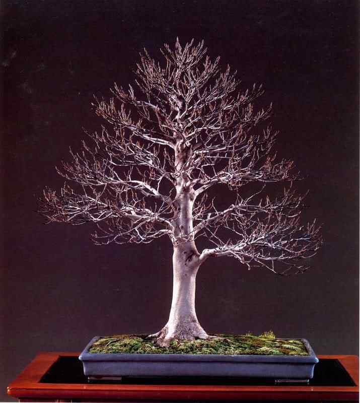 Bonsai: A arte de criar árvores em miniatura Photobucket