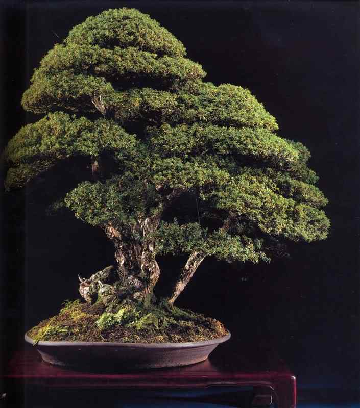 Bonsai: A arte de criar árvores em miniatura Photobucket