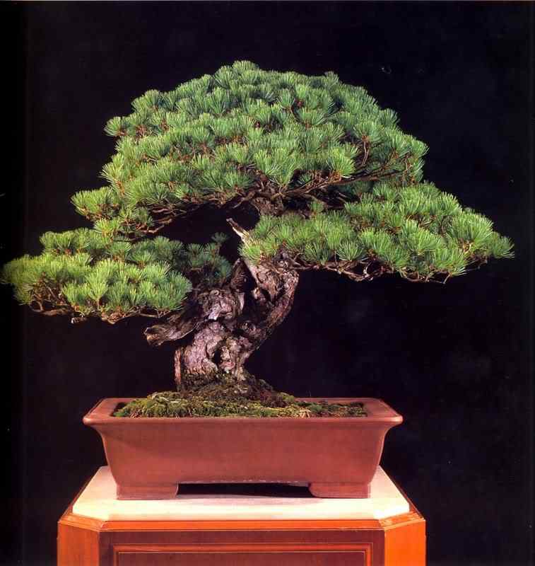 Bonsai: A arte de criar árvores em miniatura Photobucket
