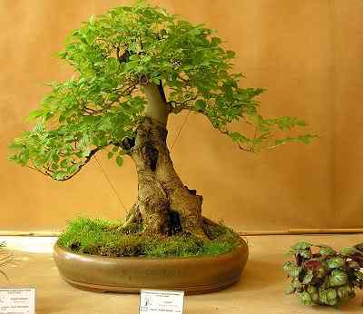 Bonsai: A arte de criar árvores em miniatura Photobucket