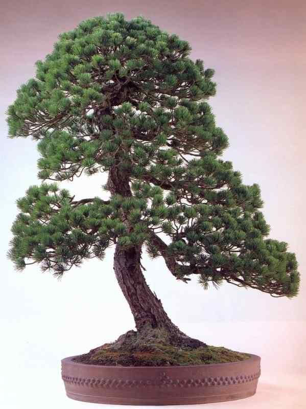 Bonsai: A arte de criar árvores em miniatura Photobucket