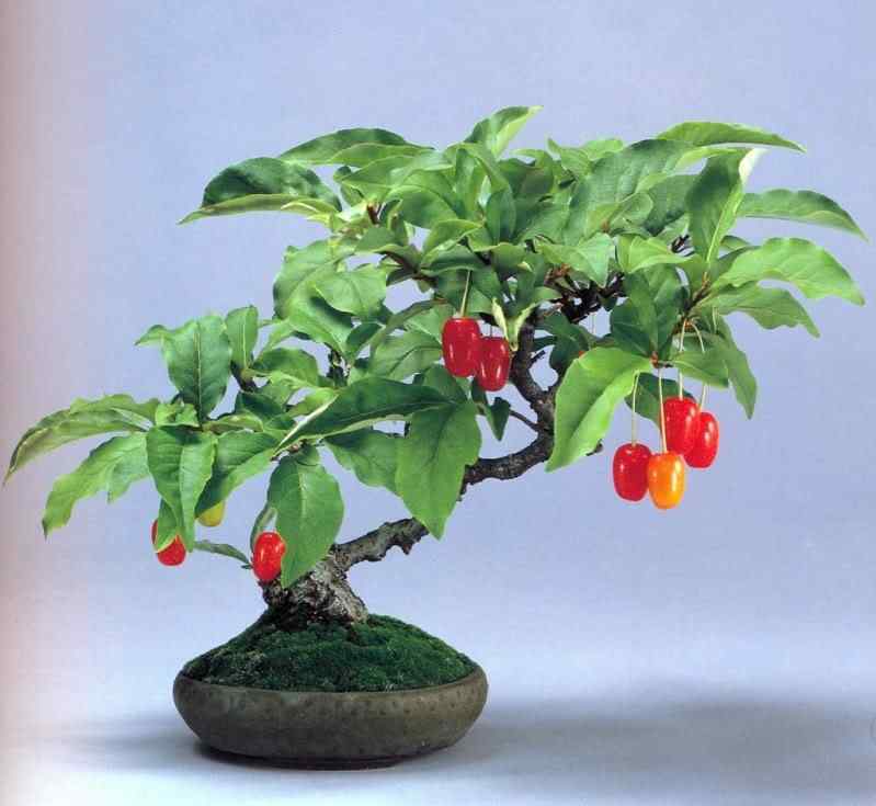 Bonsai: A arte de criar árvores em miniatura Photobucket