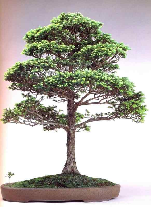 Bonsai: A arte de criar árvores em miniatura Photobucket