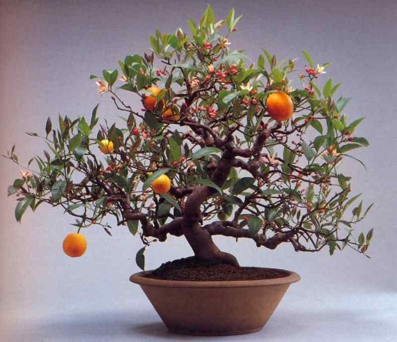Bonsai: A arte de criar árvores em miniatura Photobucket