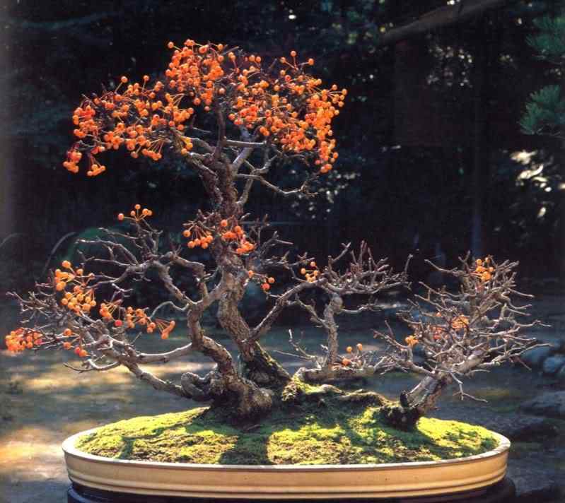 Bonsai: A arte de criar árvores em miniatura Photobucket
