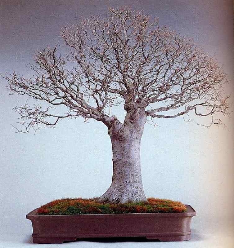 Bonsai: A arte de criar árvores em miniatura Photobucket