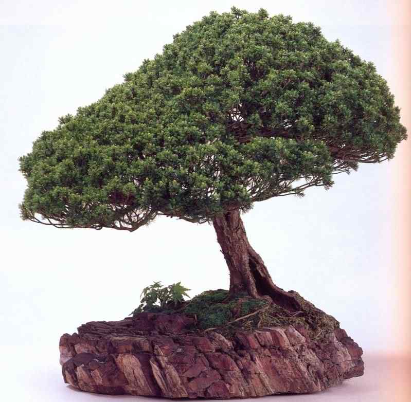 Bonsai: A arte de criar árvores em miniatura Photobucket