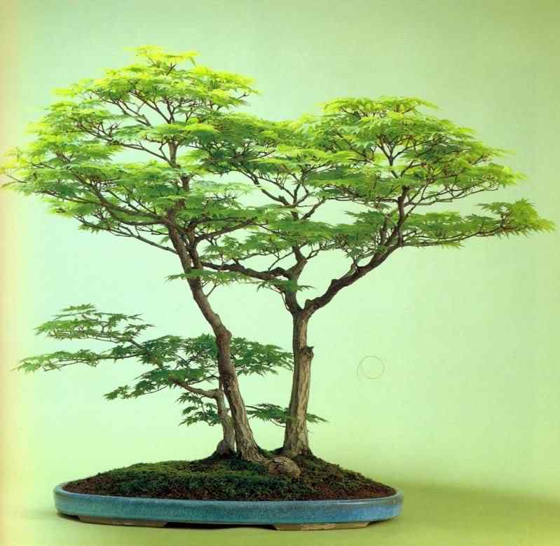 Bonsai: A arte de criar árvores em miniatura Photobucket