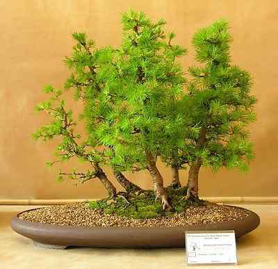 Bonsai: A arte de criar árvores em miniatura Photobucket