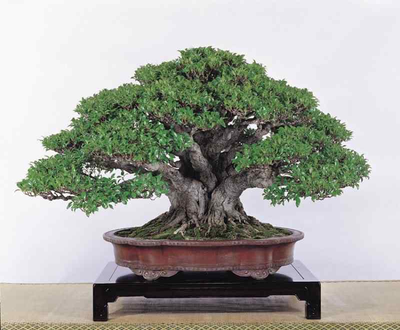 Bonsai: A arte de criar árvores em miniatura Photobucket