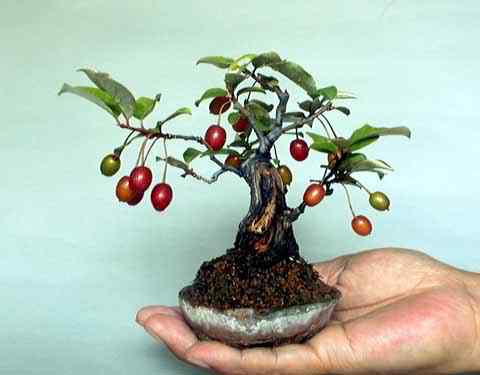 Bonsai: A arte de criar árvores em miniatura Photobucket