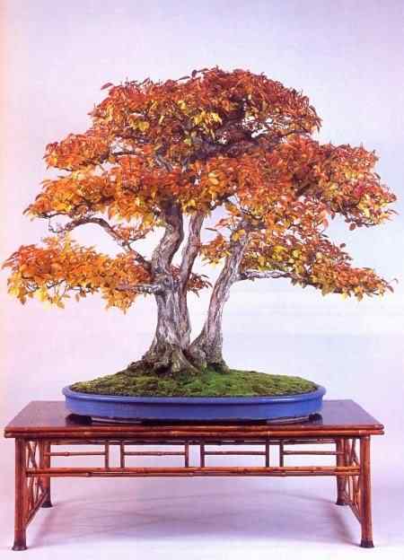 Bonsai: A arte de criar árvores em miniatura Photobucket