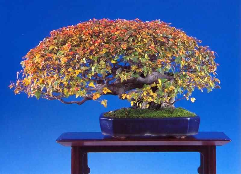 Bonsai: A arte de criar árvores em miniatura Photobucket