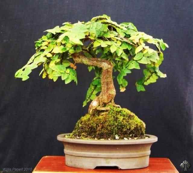 Bonsai: A arte de criar árvores em miniatura Photobucket