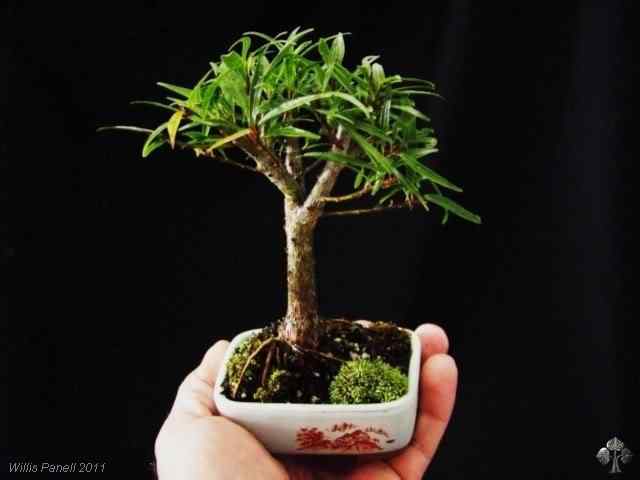 Bonsai: A arte de criar árvores em miniatura Photobucket