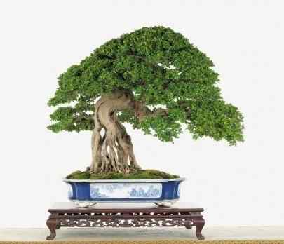 Bonsai: A arte de criar árvores em miniatura Photobucket