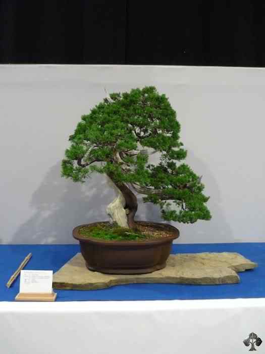 Bonsai: A arte de criar árvores em miniatura Photobucket
