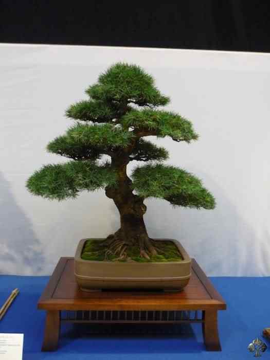 Bonsai: A arte de criar árvores em miniatura Photobucket