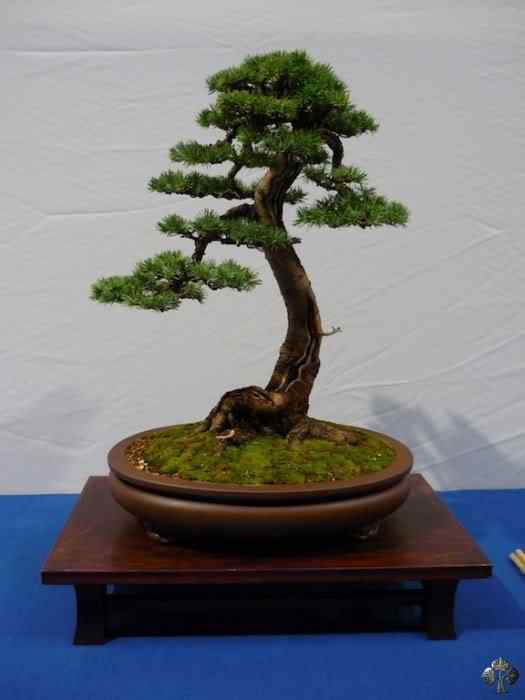 Bonsai: A arte de criar árvores em miniatura Photobucket