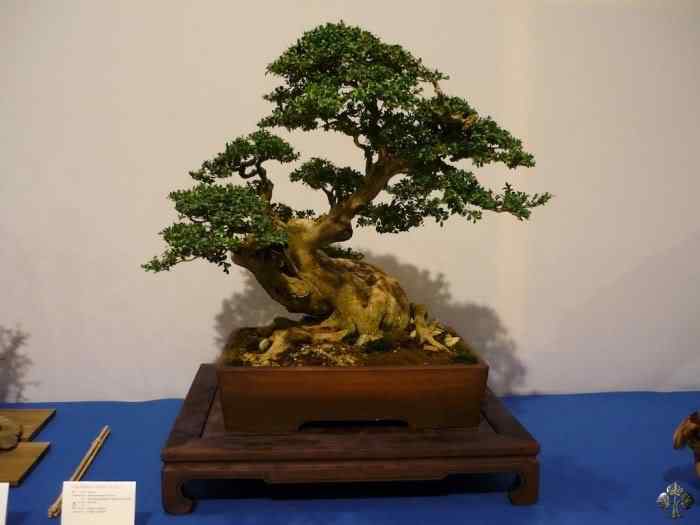 Bonsai: A arte de criar árvores em miniatura Photobucket