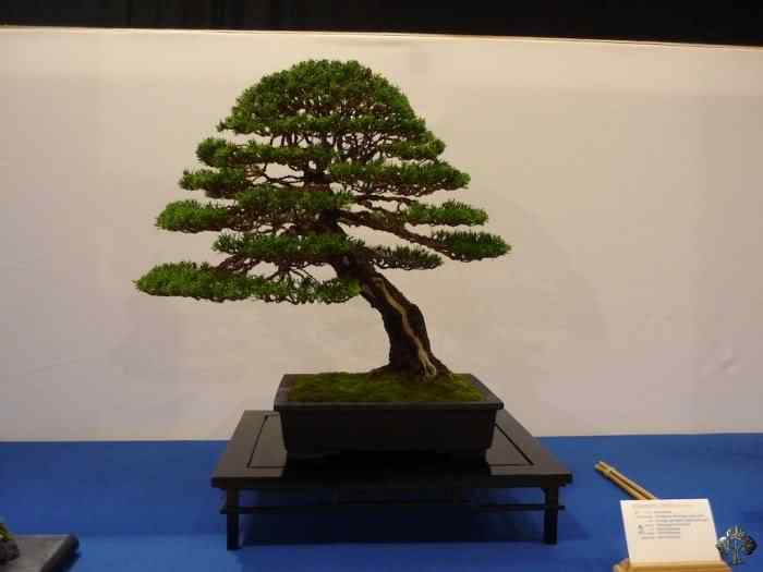 Bonsai: A arte de criar árvores em miniatura Photobucket