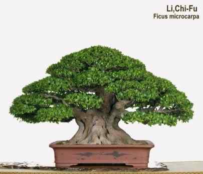 Bonsai: A arte de criar árvores em miniatura Photobucket