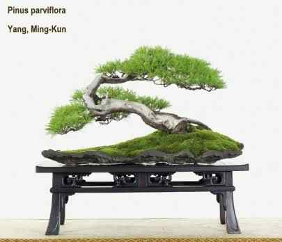 Bonsai: A arte de criar árvores em miniatura Photobucket
