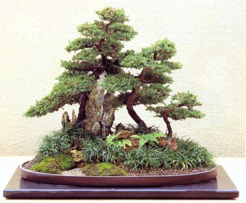 Bonsai: A arte de criar árvores em miniatura Photobucket