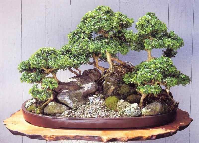 Bonsai: A arte de criar árvores em miniatura Photobucket