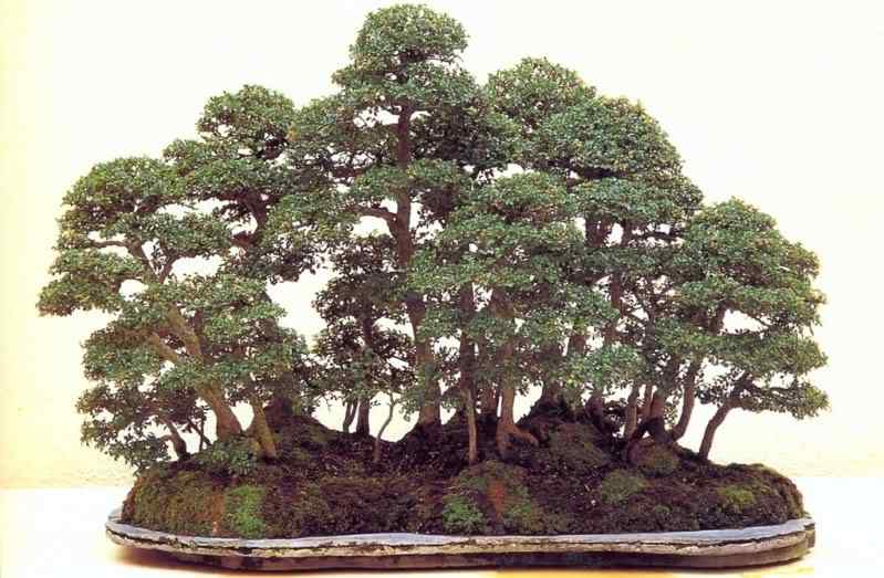 Bonsai: A arte de criar árvores em miniatura Photobucket