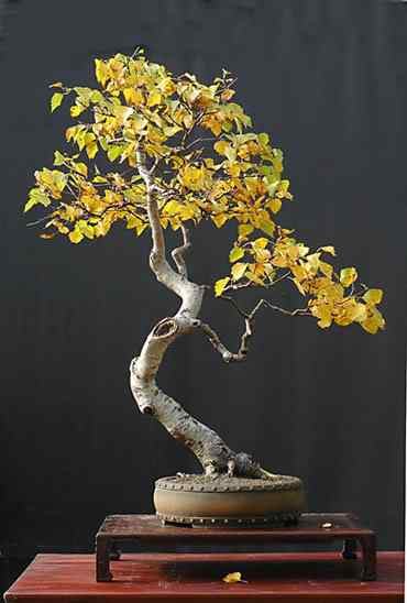 Bonsai: A arte de criar árvores em miniatura Photobucket