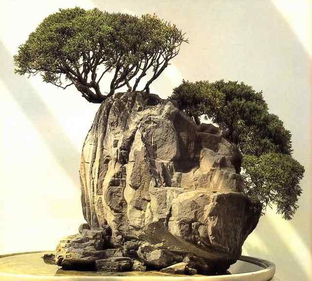 Bonsai: A arte de criar árvores em miniatura Photobucket