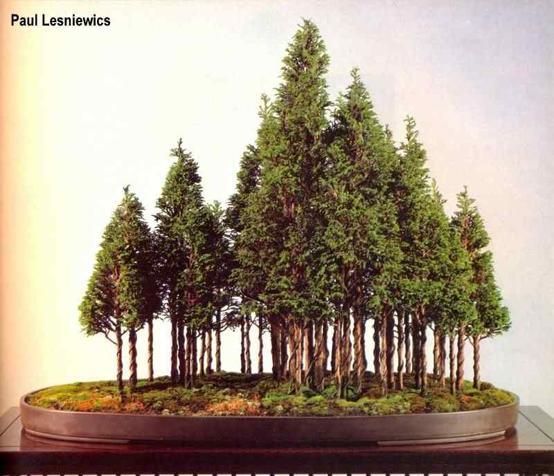Bonsai: A arte de criar árvores em miniatura Photobucket