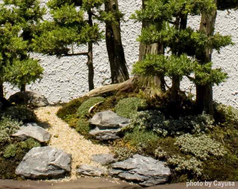 Bonsai: A arte de criar árvores em miniatura Photobucket