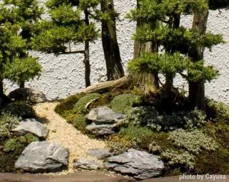 Bonsai: A arte de criar árvores em miniatura Photobucket