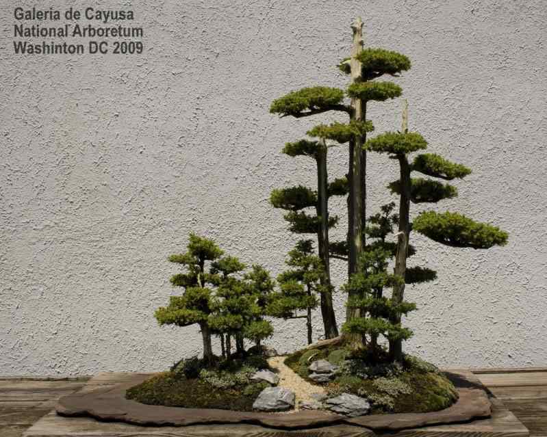 Bonsai: A arte de criar árvores em miniatura Photobucket