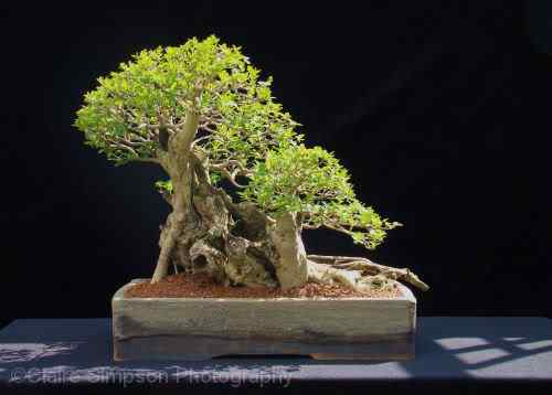 Bonsai: A arte de criar árvores em miniatura Photobucket