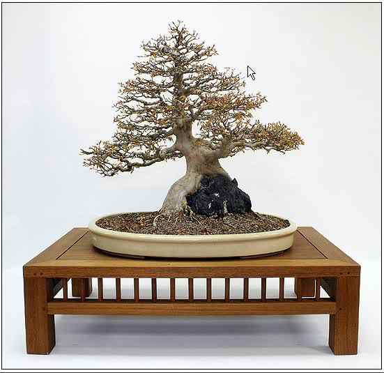 Bonsai: A arte de criar árvores em miniatura Photobucket