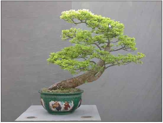 Bonsai: A arte de criar árvores em miniatura Photobucket