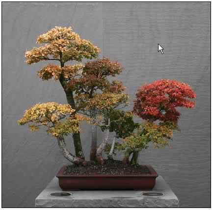 Bonsai: A arte de criar árvores em miniatura Photobucket
